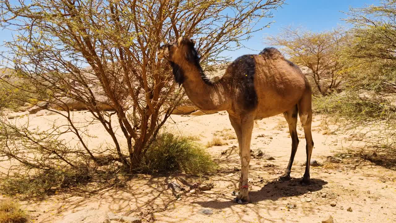 camello en el desierto