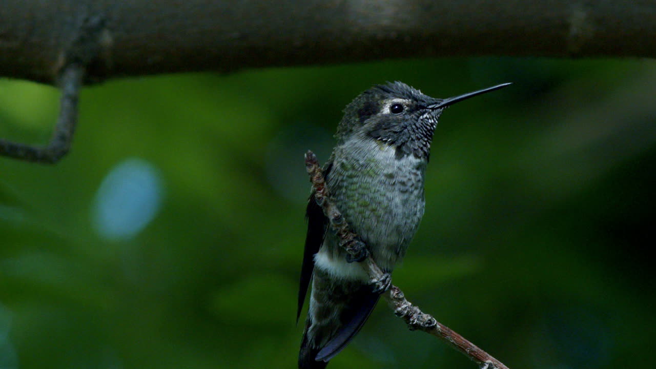 primer plano de colibrí a la luz del sol