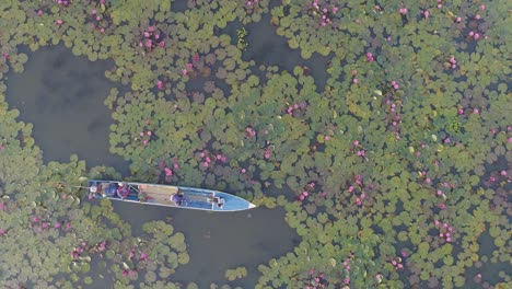 aerial view of boat in a lotus flower lake