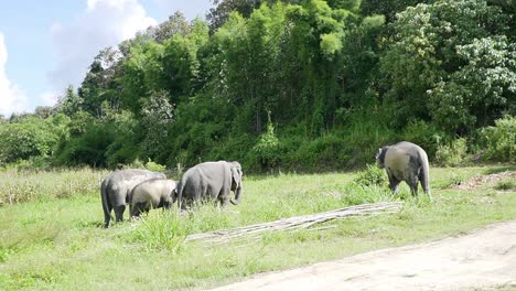Familia-De-Elefantes-Pastando-En-Un-Campo-Del-Santuario-En-Chiang-Mai,-Tailandia