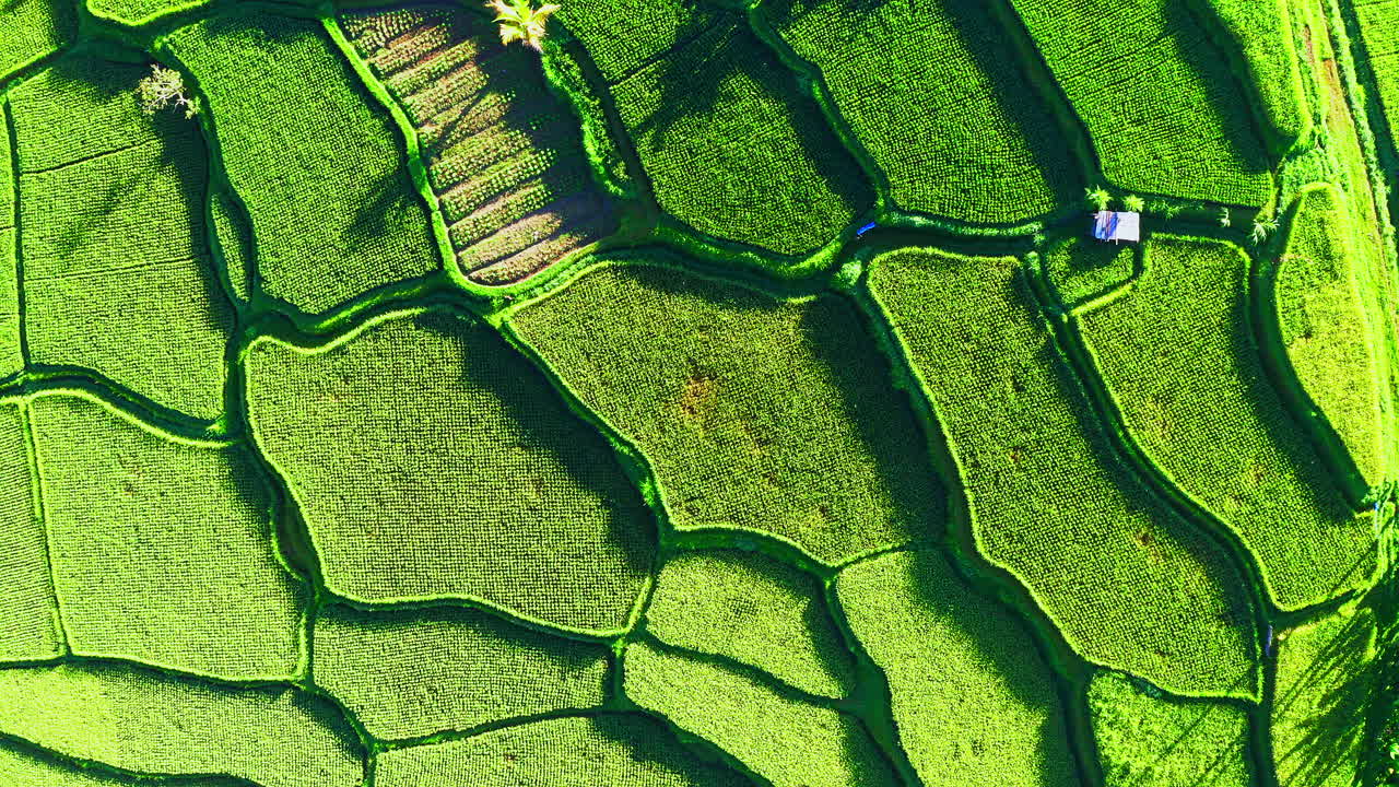 parches de terraza escalonados de plantación de arroz verde brillante en ubud, bali