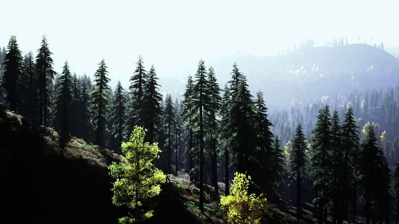 Daylight forest view with tall trees and misty mountains