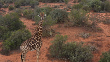 giraffe-standing-in-the-savannah-South-Africa-aerial-shot