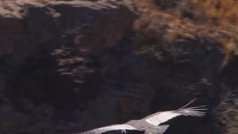 Closeup-of-a-Condor-moving-away-and-gliding-into-the-Andean-Mountains-exploring-the-canyon