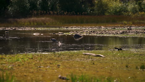 Garza-Cigüeña-Pesca-De-Aves-Y-Captura-De-Peces-En-El-Agua-Del-Estanque-Cámara-Lenta-4k-24fps