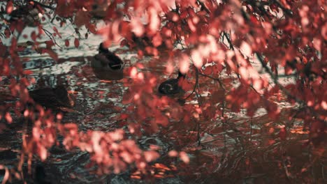 Stockenten-Und-Blässhühner-Schwimmen-Im-Teich