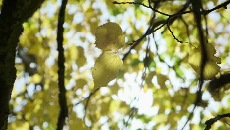 close up of yellow fall leaves moving in the wind, with sun shining through them