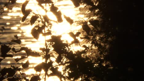 Close-shot-of-silhouette-leaves-on-golden-glimmer-of-water,-static-slow-motion-background