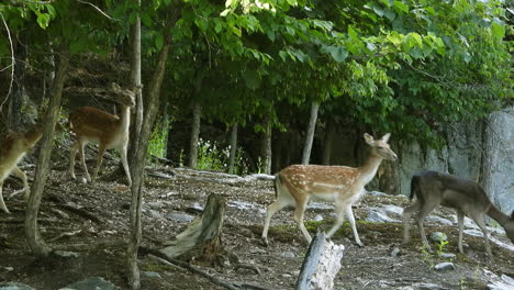 a parcel of small deer walking through a forest then pause listening for danger