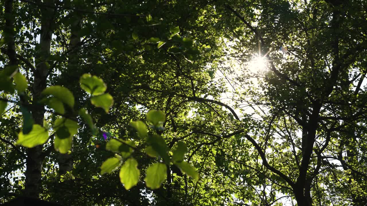 sunstar shining through trees of a green forest in spring, in italy.