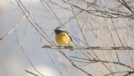 östliches-Gelbes-Robin---Eopsaltria-Australis---Australischer-Hellgelber-Kleiner-Singvogel