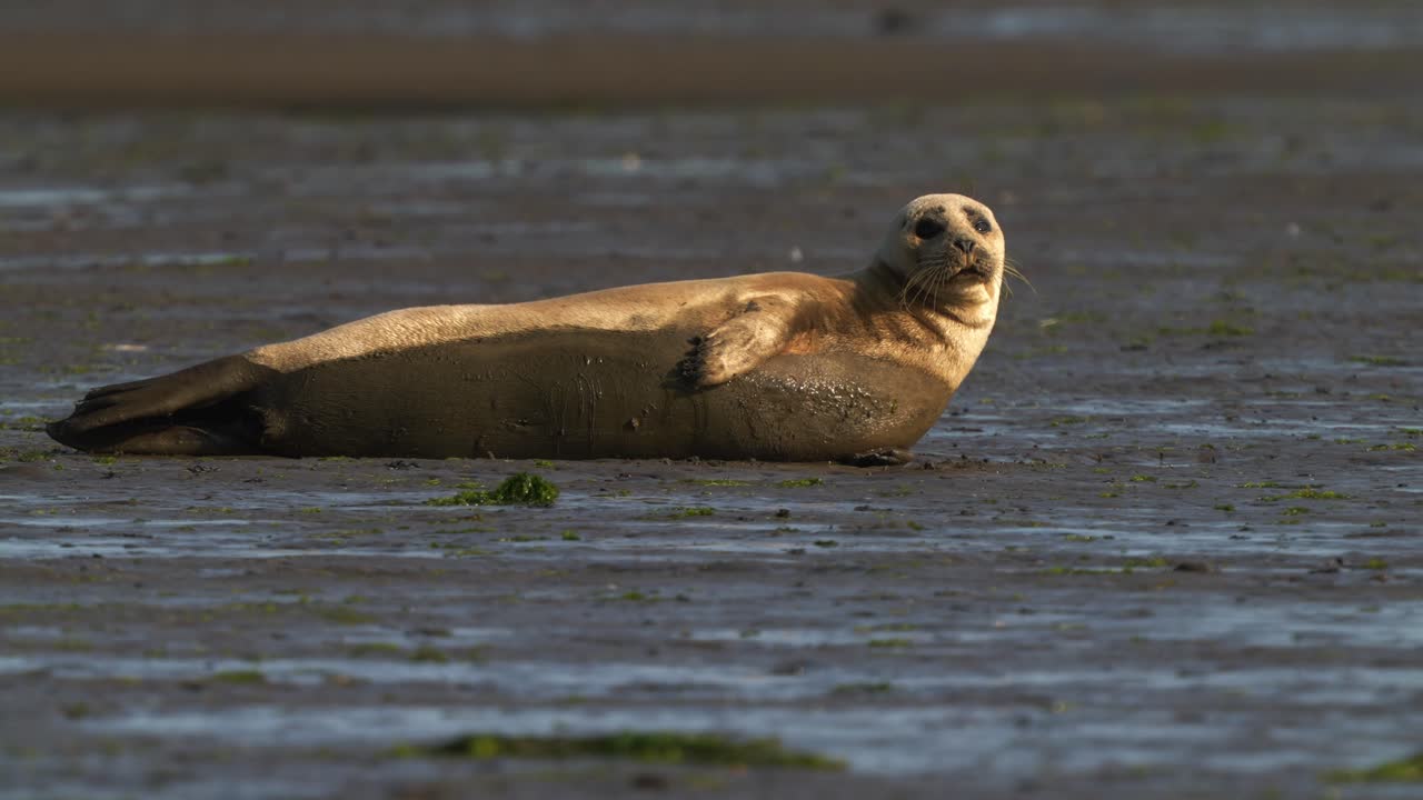 la foca del puerto en el paisaje fangoso mira la cámara en un clima de verano