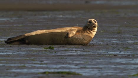 Harbor-Seal-At-The-Muddy-Landscape-Looks-At-The-Camera-On-A-Summer-Weather