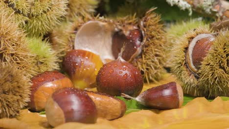 cracked and uncracked chestnuts revealing in a turntable