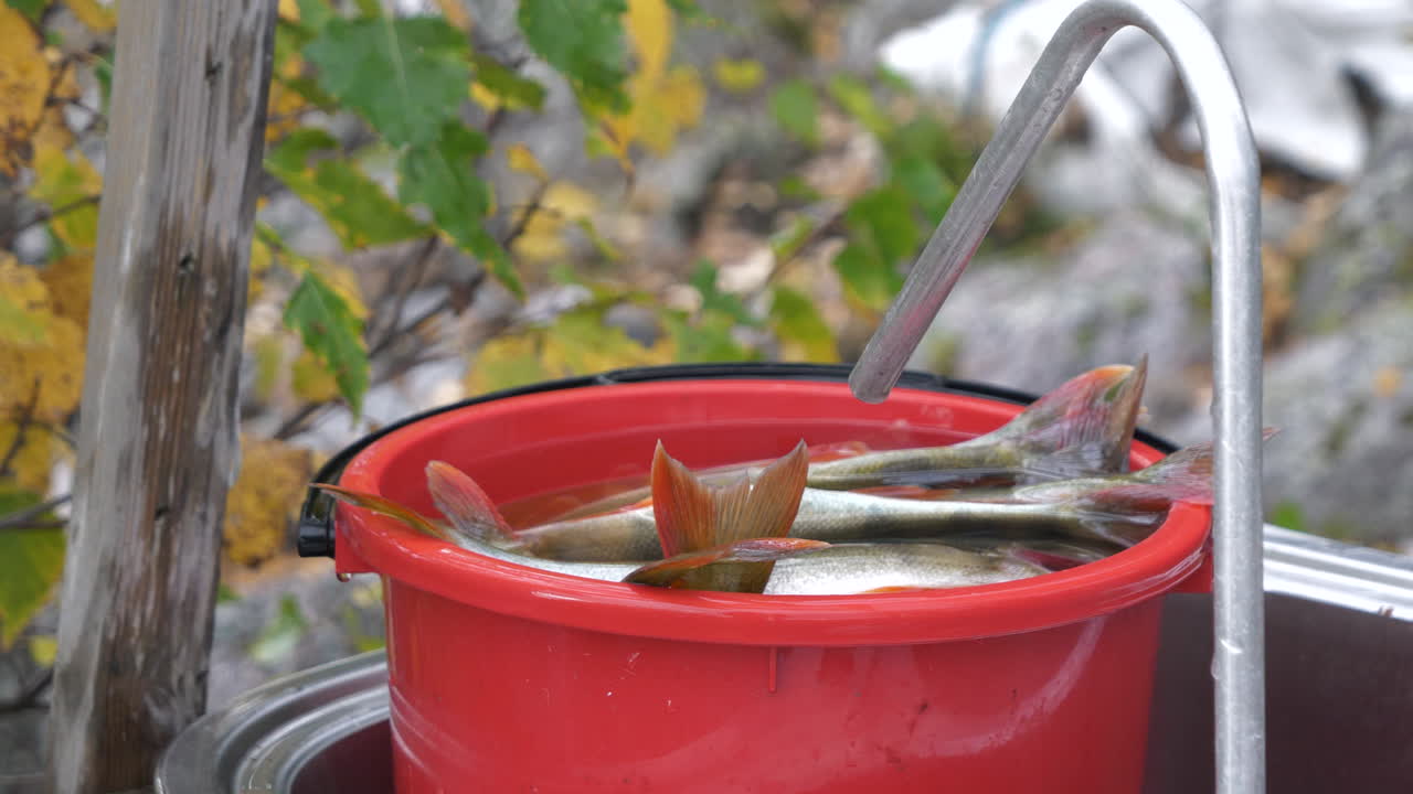 바구니에 담긴 물고기, 움직이는 낚싯줄, 클로즈업, 핸드헬드
