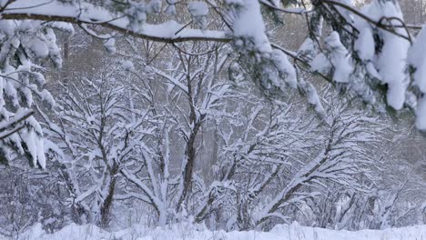 árboles cubiertos de nieve