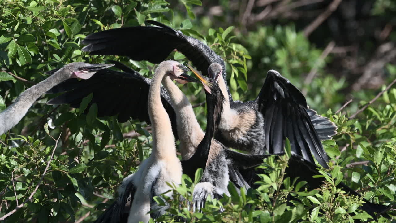 Anhinga veya Yılanboyun Yavruları Yuvada Ebeveynleriyle Yiyecek İçin Kavga Ederken, Venedik, Florida