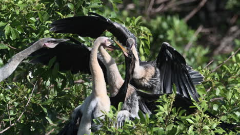 Pollitos-Anhinga-O-Darter-En-El-Nido-Peleando-Con-Los-Padres-Por-Comida,-Venecia,-Florida