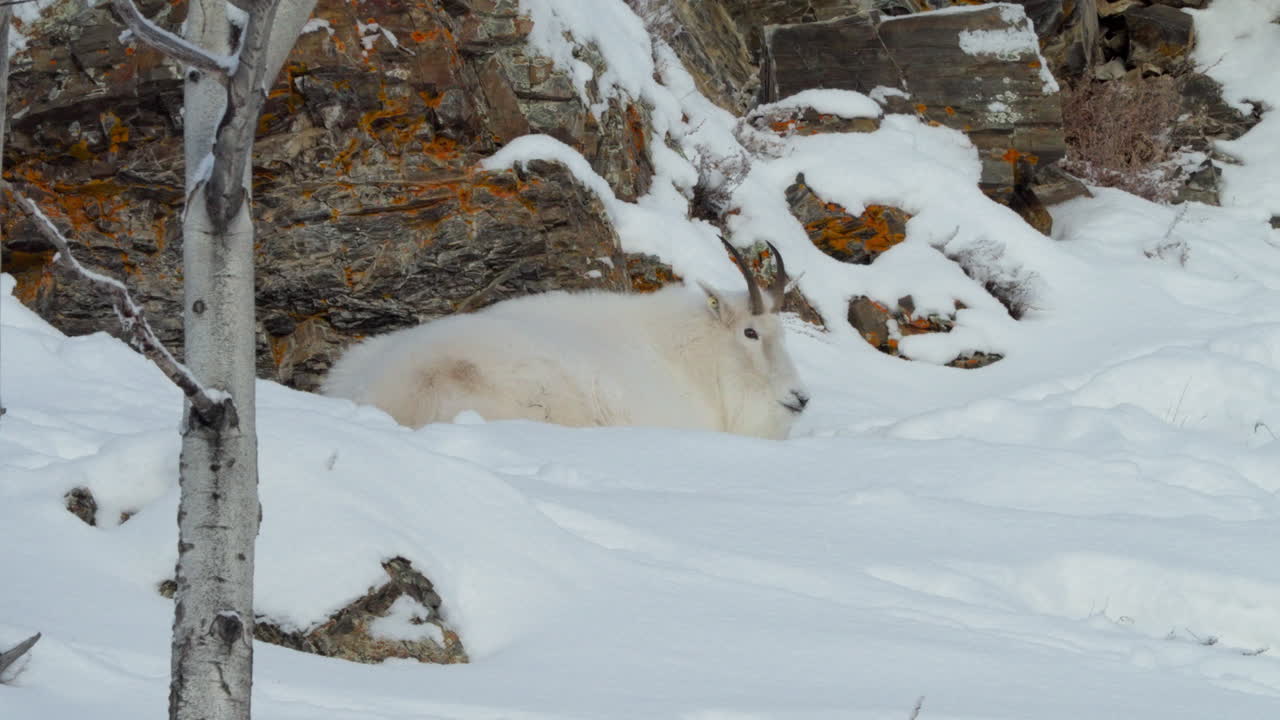 A striking close-up reveals a white-haired mountain goat, boasting big horns, standing confidently on a snow-laden rocky ledge in Yukon’s frigid winter. An icon of alpine endurance