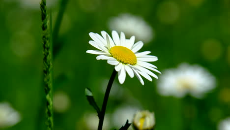 Un-Primer-Plano-De-Una-Flor-De-Camille-Con-Un-Fondo-Verde-Borroso