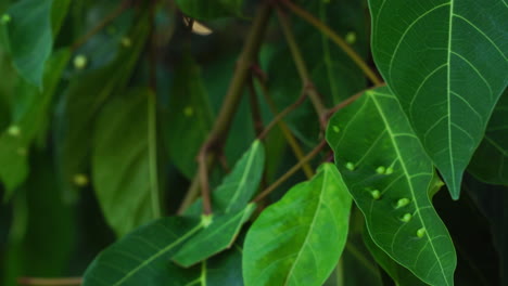 Close-up-on-galls-covering-infected-rambutan-leaves