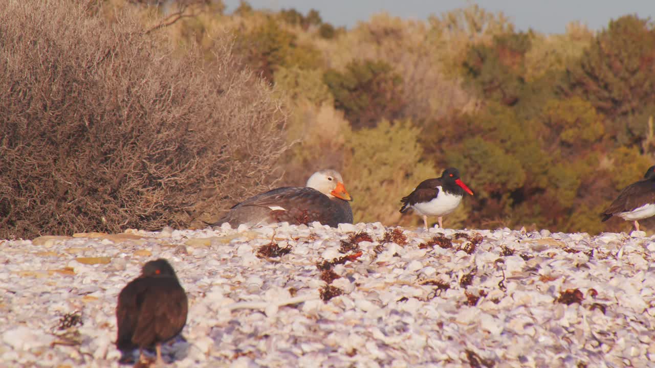 costa arenosa con múltiples aves acuáticas, incluidos los cazadores de ostras negros y estadounidenses y un teal sentado