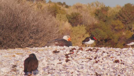 costa arenosa con múltiples aves acuáticas, incluidos los cazadores de ostras negros y estadounidenses y un teal sentado
