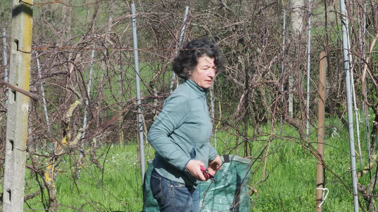 Strong independent caucasian female farmer prunes vines during late winter dormancy among bare rows in Martani hills, preserving tradition and quality grape production under soft seasonal light