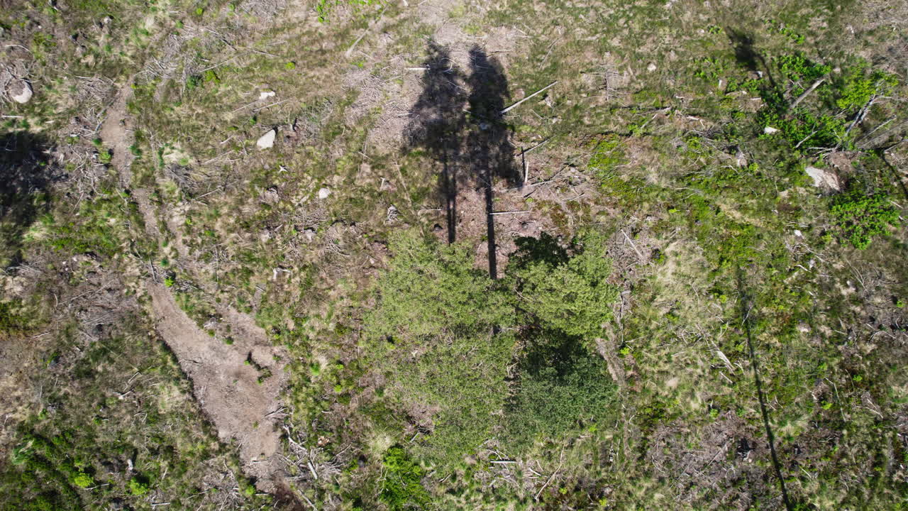 avión no tripulado giratorio disparado sobre dos árboles solitarios rodeados de bosque destruido debido al viento o al desastre ambiental en un día soleado
