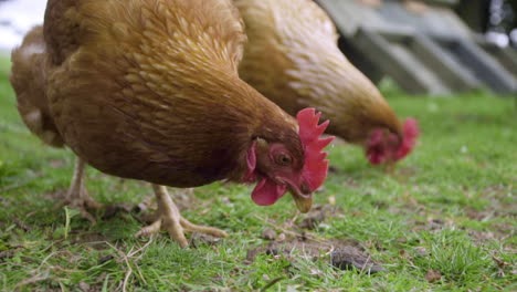 cerrar pollos buscando comida en recinto verde en cámara lenta