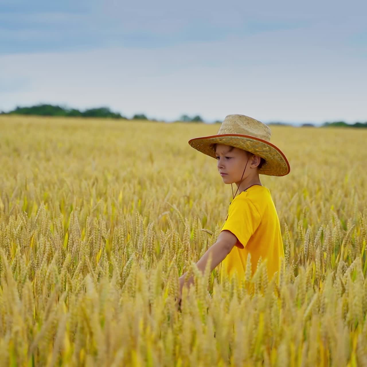 Little boy among growing agriculture plants. Child in straw hat and yellow t-shirt walking in the field in a sunny day.