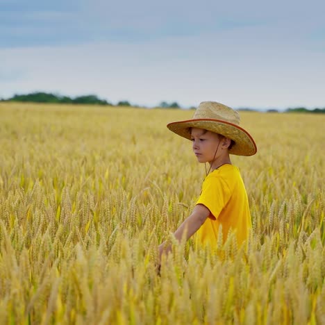 little boy among growing agriculture plants. child in straw hat and yellow t-shirt walking in the field in a sunny day.