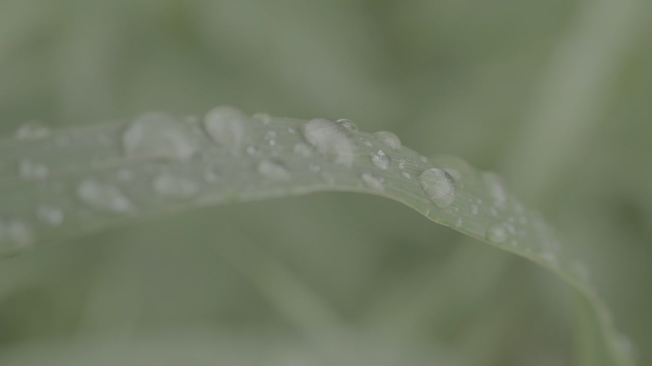 잔디 위에 이슬방울이