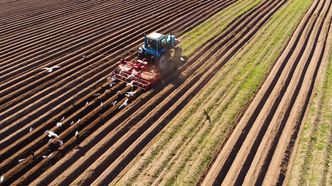 los pájaros hambrientos están volando detrás del tractor, y comen grano de la tierra cultivable.