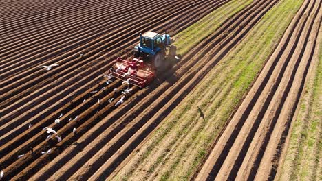 agricultural work on a tractor farmer sows grain. hungry birds are flying behind the tractor, and eat grain from the arable land.