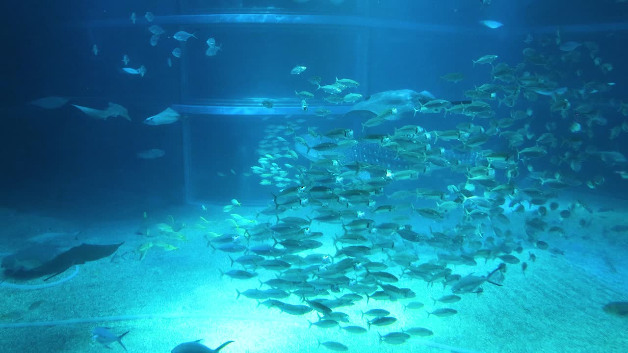 큰 수족관 에서 수영 하는 물고기 들 의 무리
