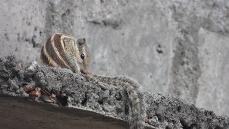 Hermosa-Ardilla-En-Casa---Relajante