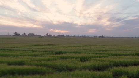 Imágenes-Aéreas-De-Un-Campo-De-Arroz-En-Verano,-Norte-De-California