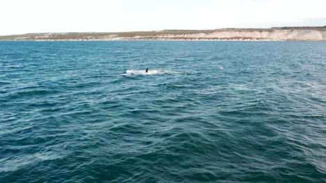 great blue whale breaching in deep blue sea with coastline in background, daylight