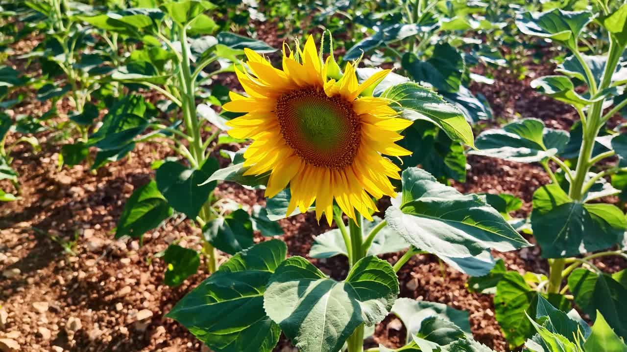 Camera upward receding shot focusing on single sunflower among green leaves and soil