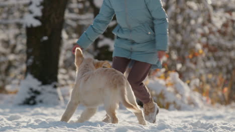 Mujer-De-Mediana-Edad-Divirtiéndose-En-Winter-Park---Arrojando-Nieve-A-Su-Perro-Golden-Retriever