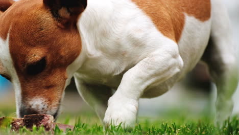 jack russell puppy on grass chewing on bone as a treat, telephoto close-up