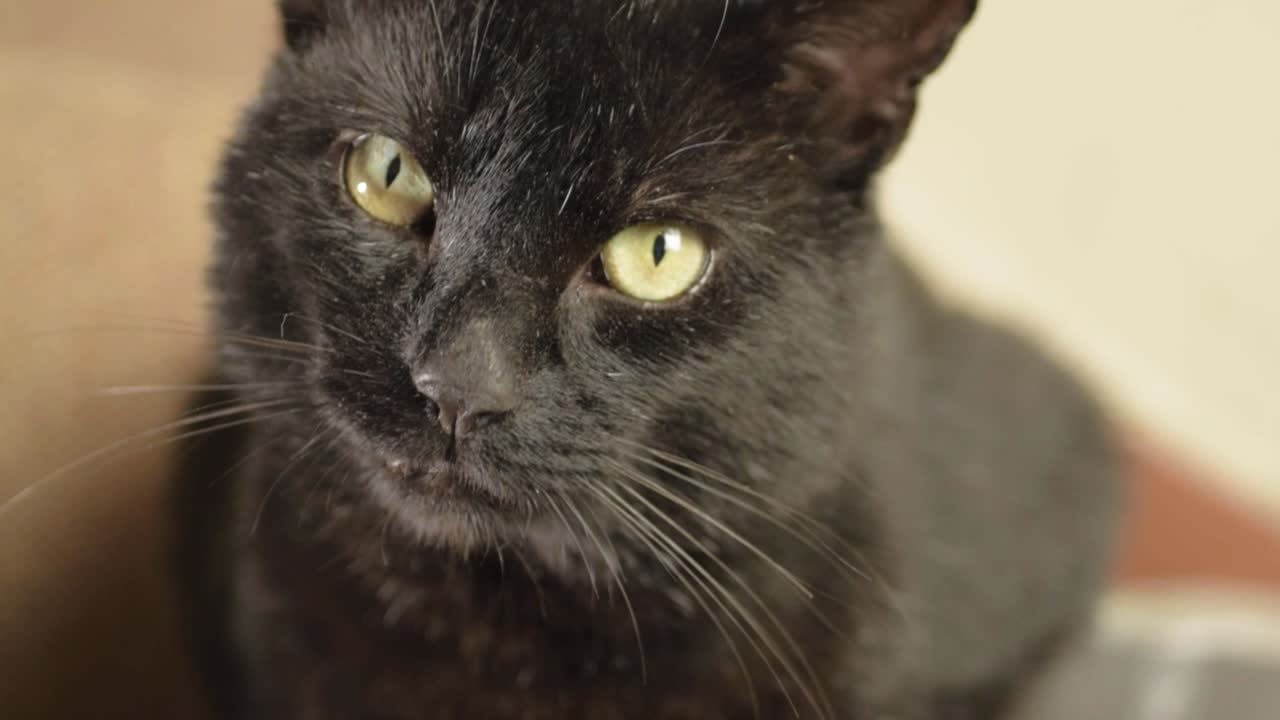 Black cat head shot portrait looking into camera medium shot