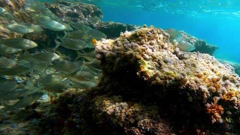 School-of-Boga-fish-swimming-in-natural-blue-underwater-environment