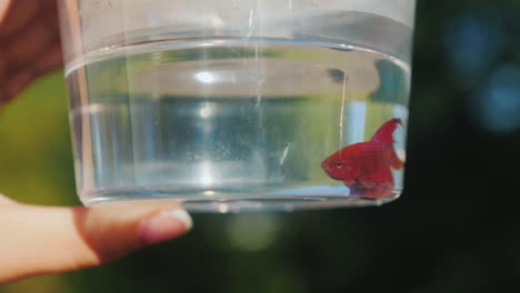 One-Red-Aquarium-Fish-Swims-In-A-Container-For-Transportation