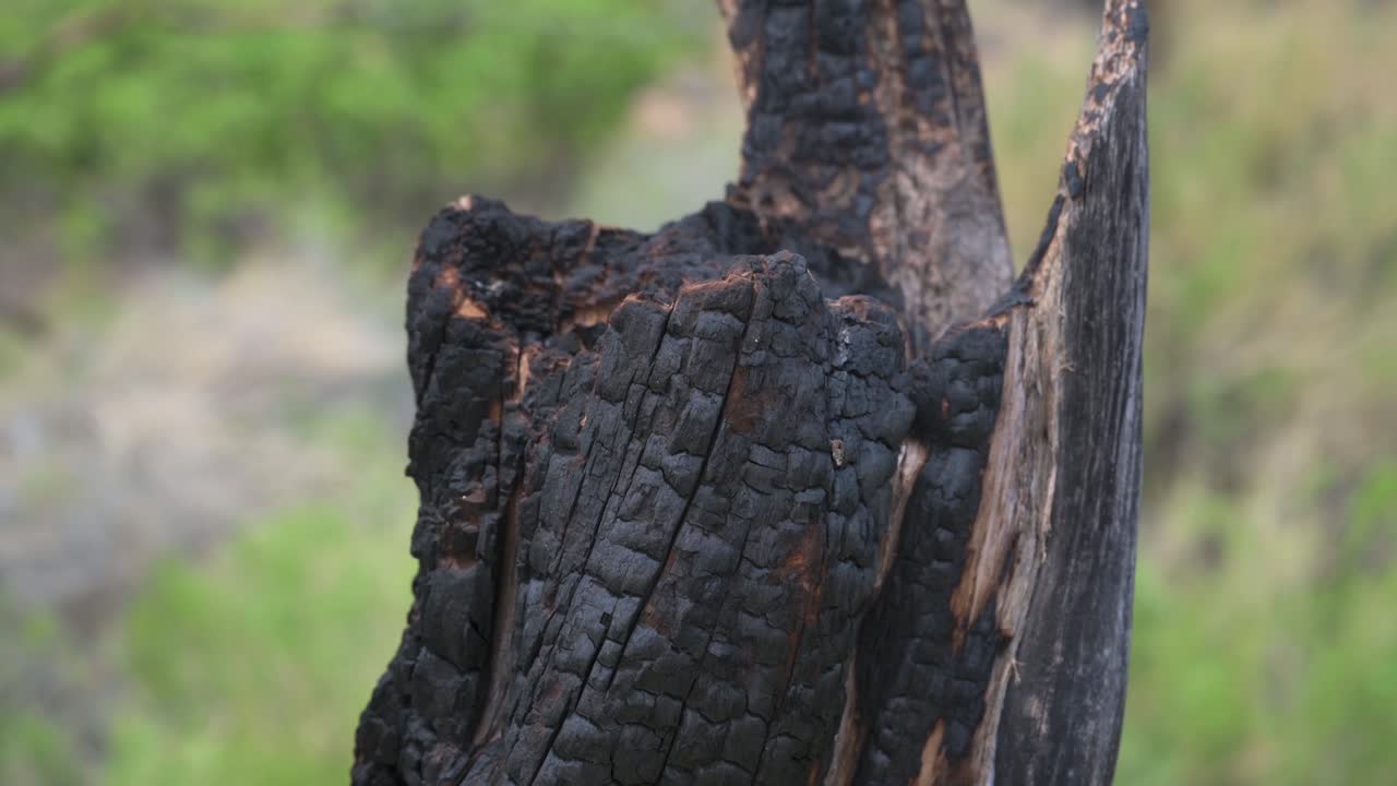 cerca del tronco de un árbol quemado después de un incendio forestal, de mano