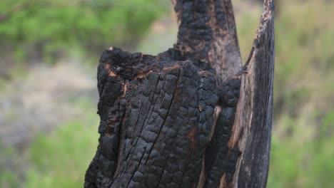 cerca del tronco de un árbol quemado después de un incendio forestal, de mano