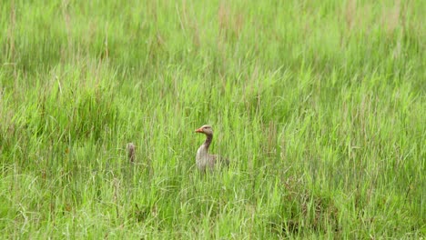 Greylag-goose-bird-in-windblown-long-grass-in-green-meadow