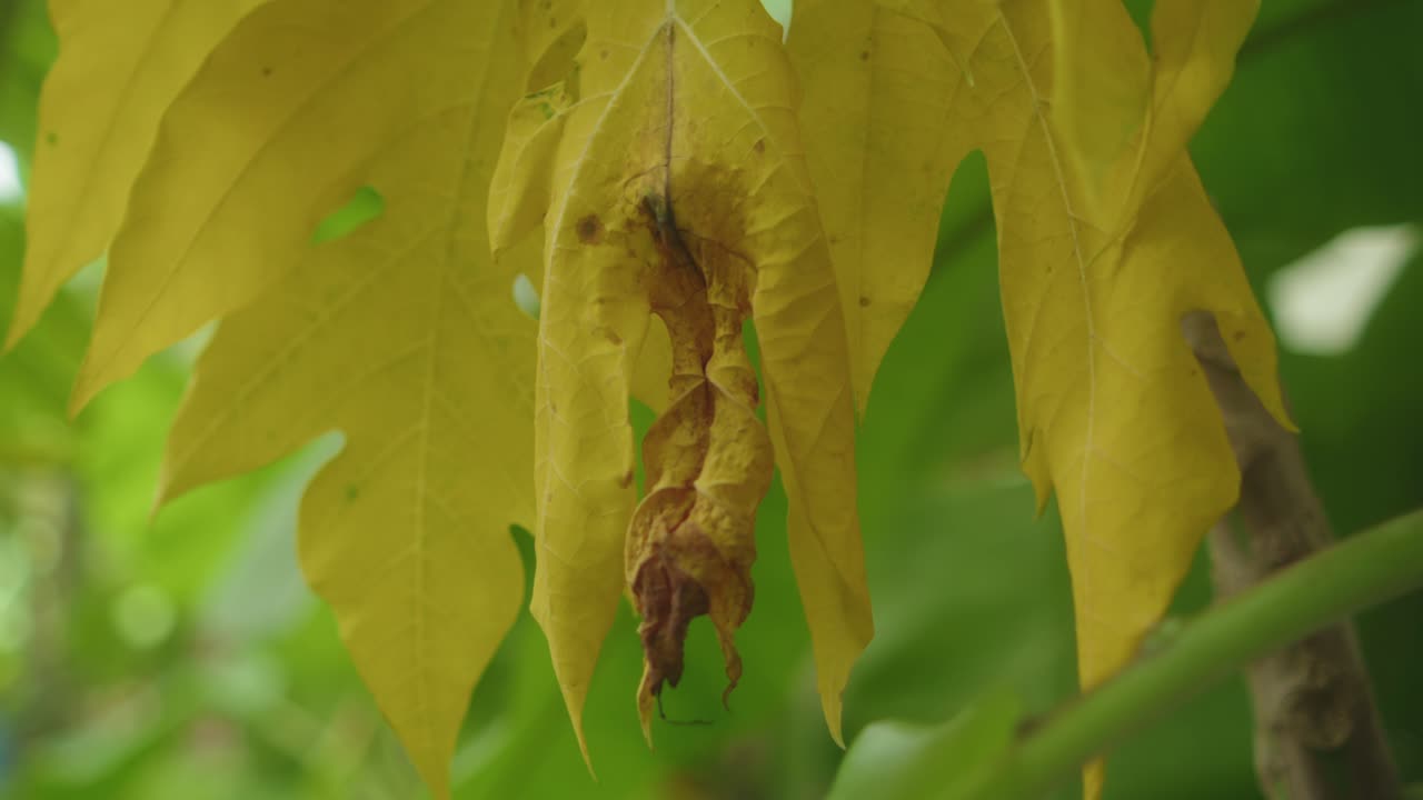 Macro shot of yellow tree leaves slightly sunburned, showing dry and wilted texture