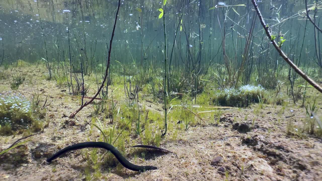 Horse leech (Haemopis sanguisuga) moving at the bottom of a shallow pond on a sunny day. Estonia.